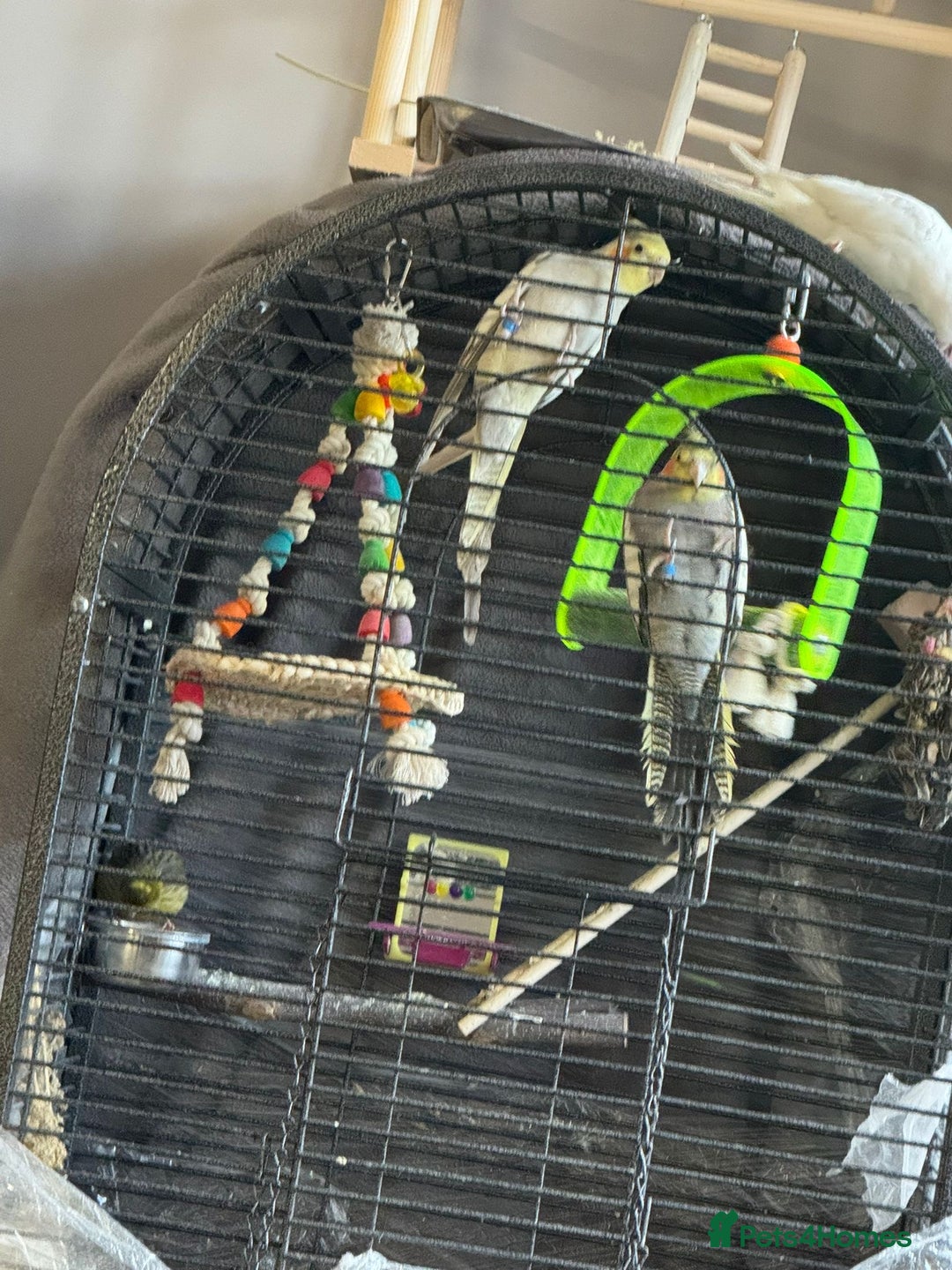 Cockatiels birds for sale: 2 male birds  - Advert 2