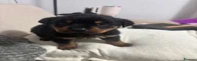 Rottweiler Puppy 2