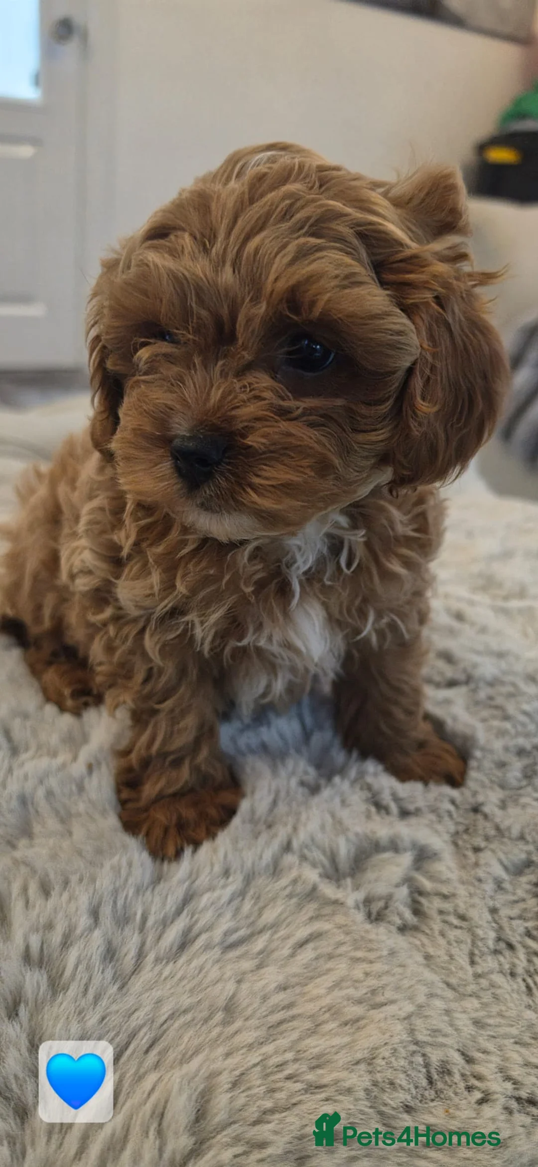 Cavapoo dogs for sale: Beautiful red cavapoo babies,ready to leave now - Advert 7