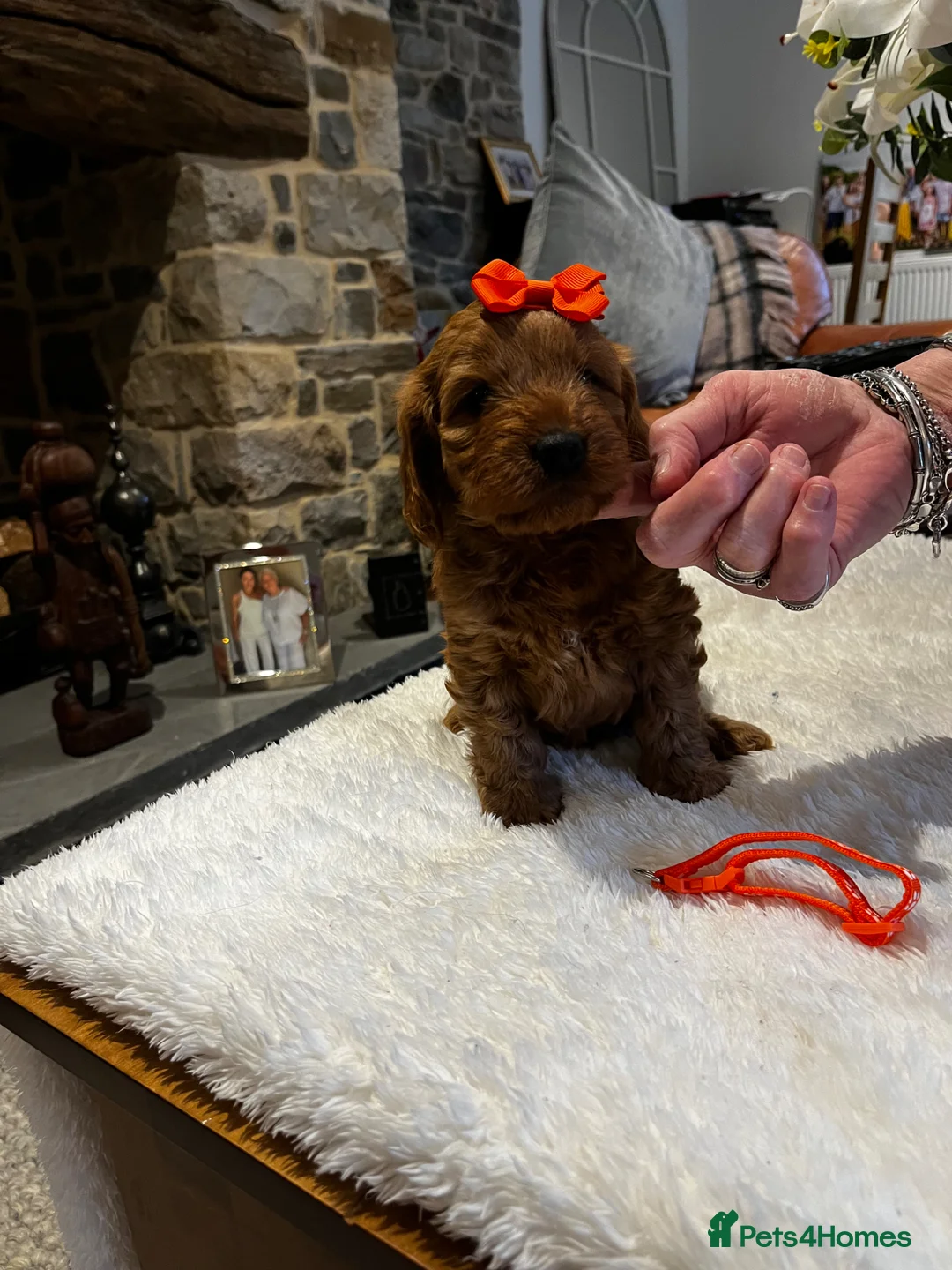 Cockapoo dogs for sale: Gorgeous Red F1 Cockapoo puppies - Advert 10