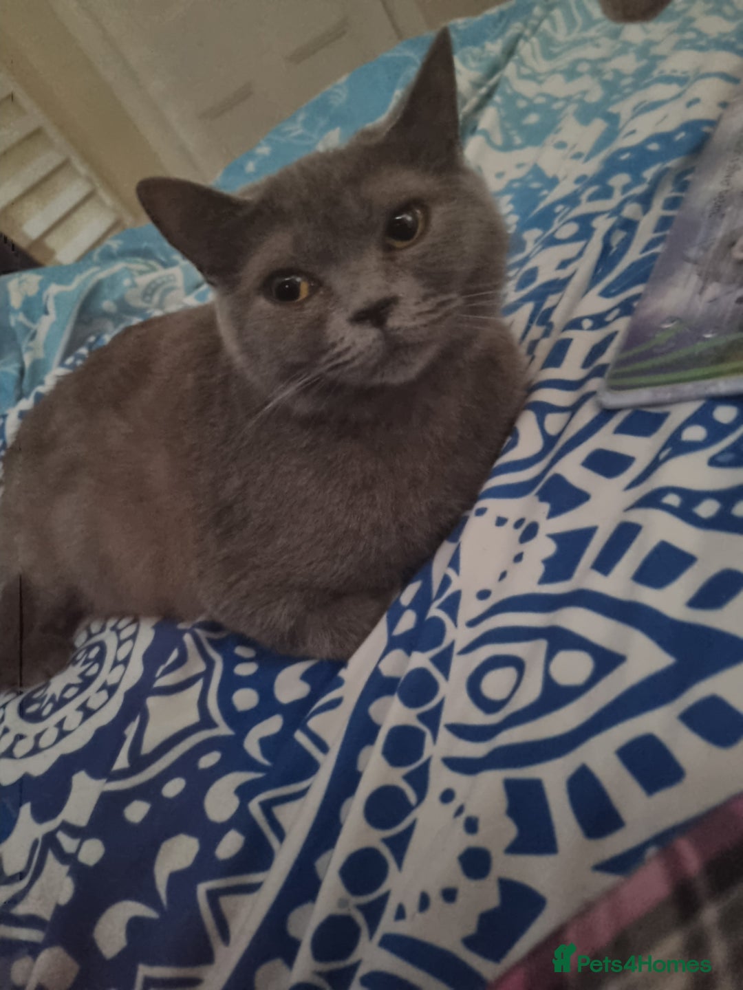 British Shorthair cats for sale: British short hair x domestic cat kittens  - Advert 1