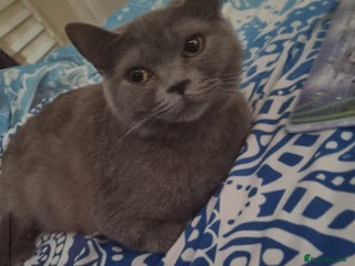 British Shorthair cats British short hair x domestic cat kittens - Advert 3