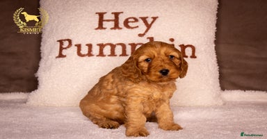 Cockapoo dogs - Advert 12