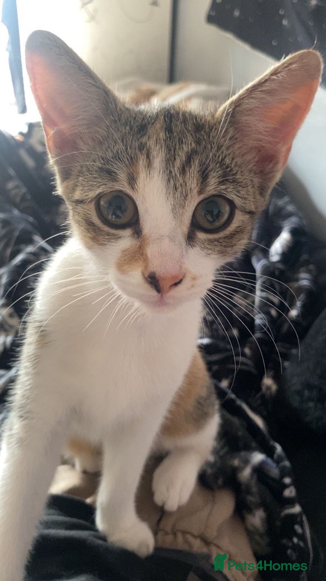 Domestic Shorthair cats for sale: Two kittens looking for a home  - Image 4