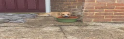 Mixed Breed dogs for sale: Lovely Pups for sale in Marlborough - Advert 12