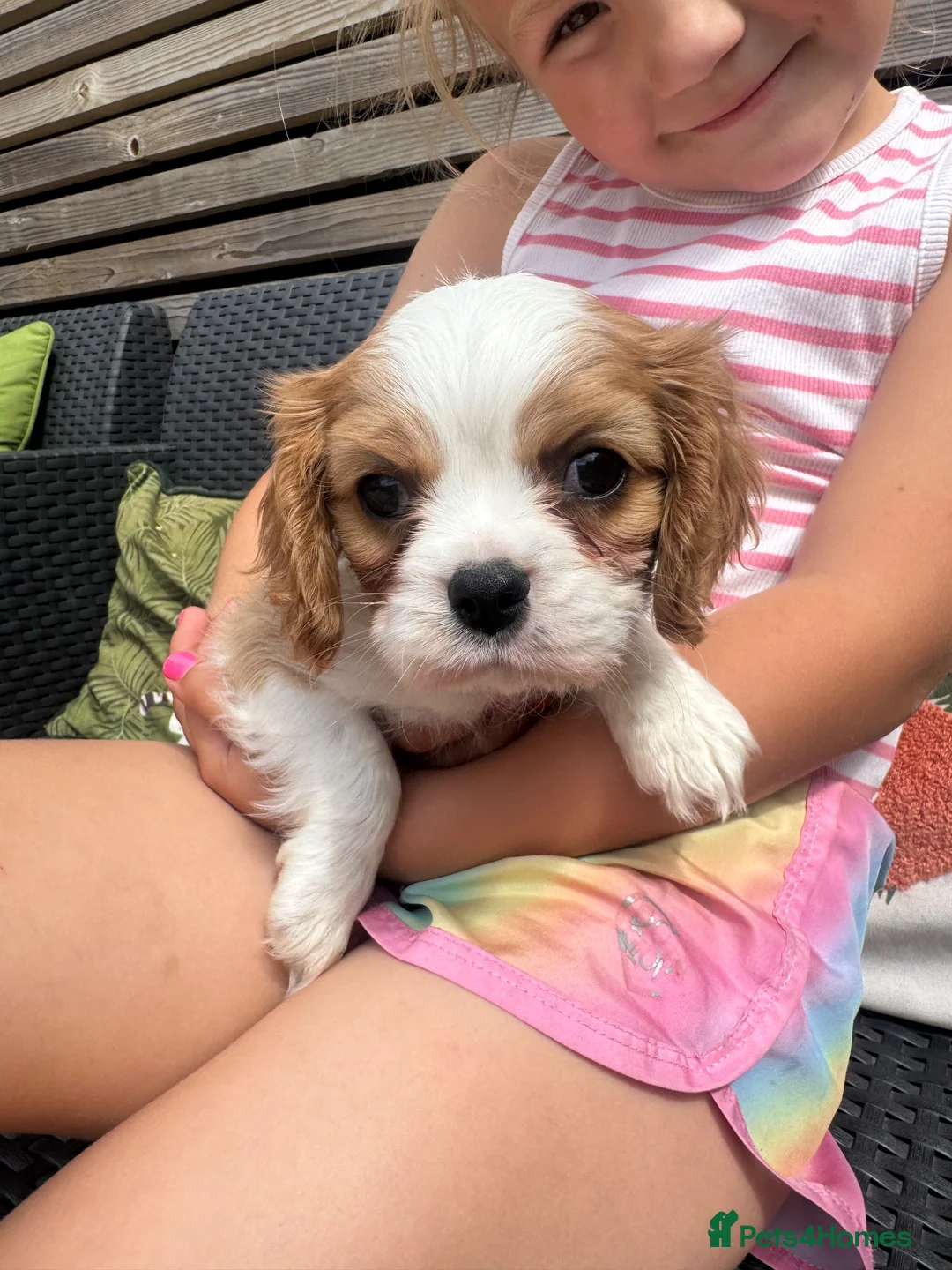 Cavalier King Charles Spaniel dogs for sale: Stunning hereditary clear KC one boy left - Advert 2