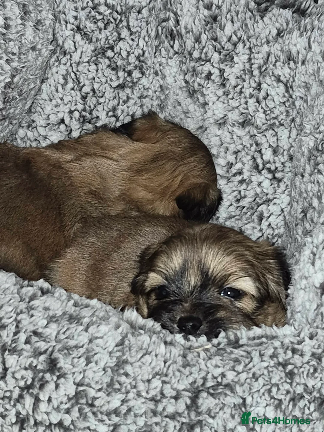 Mixed Breed dogs for sale: La-pom  pups , one boy still available  - Advert 15