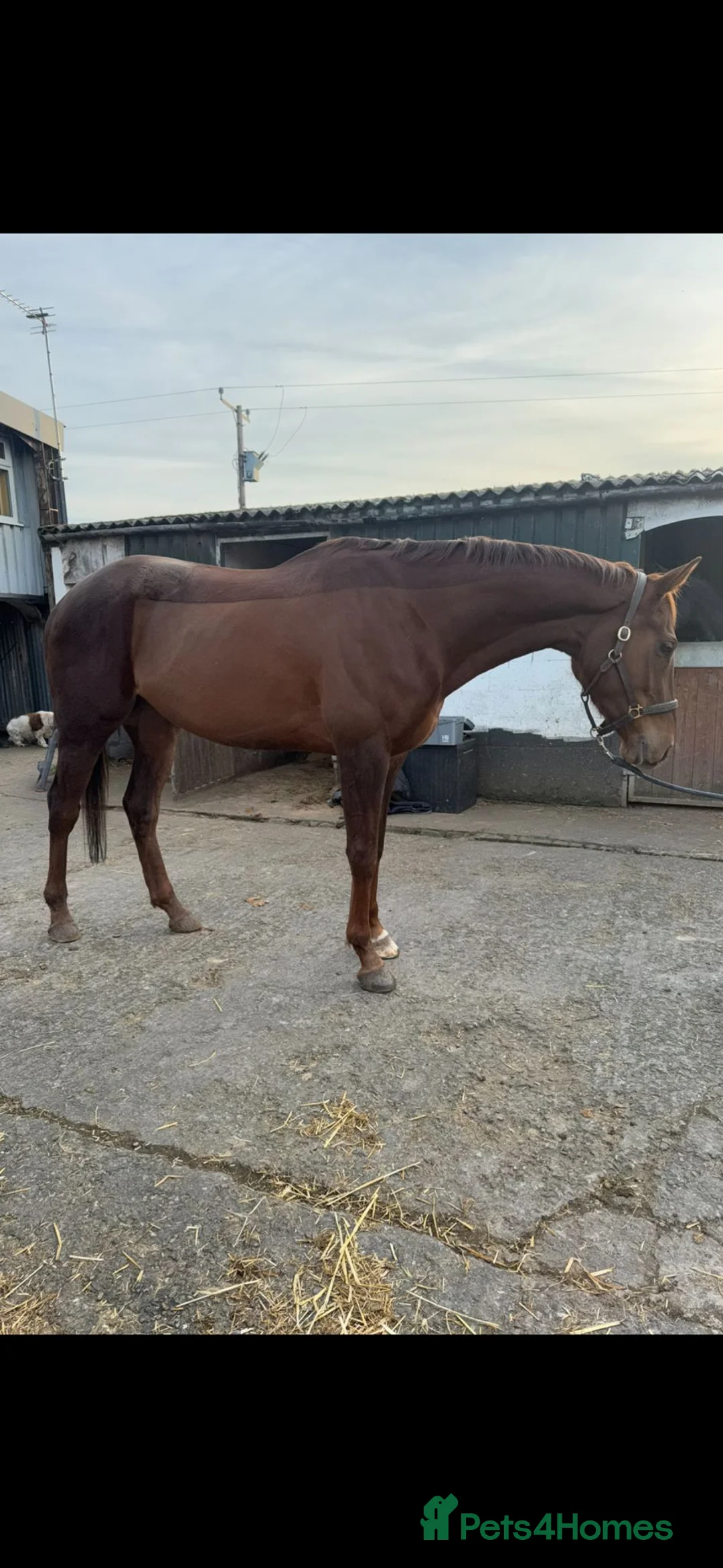 Irish Thoroughbred horses for sale: 16.3 chestnut gelding  - Advert 1