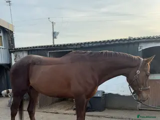 Irish Thoroughbred horses 16.3 chestnut gelding - Advert 2