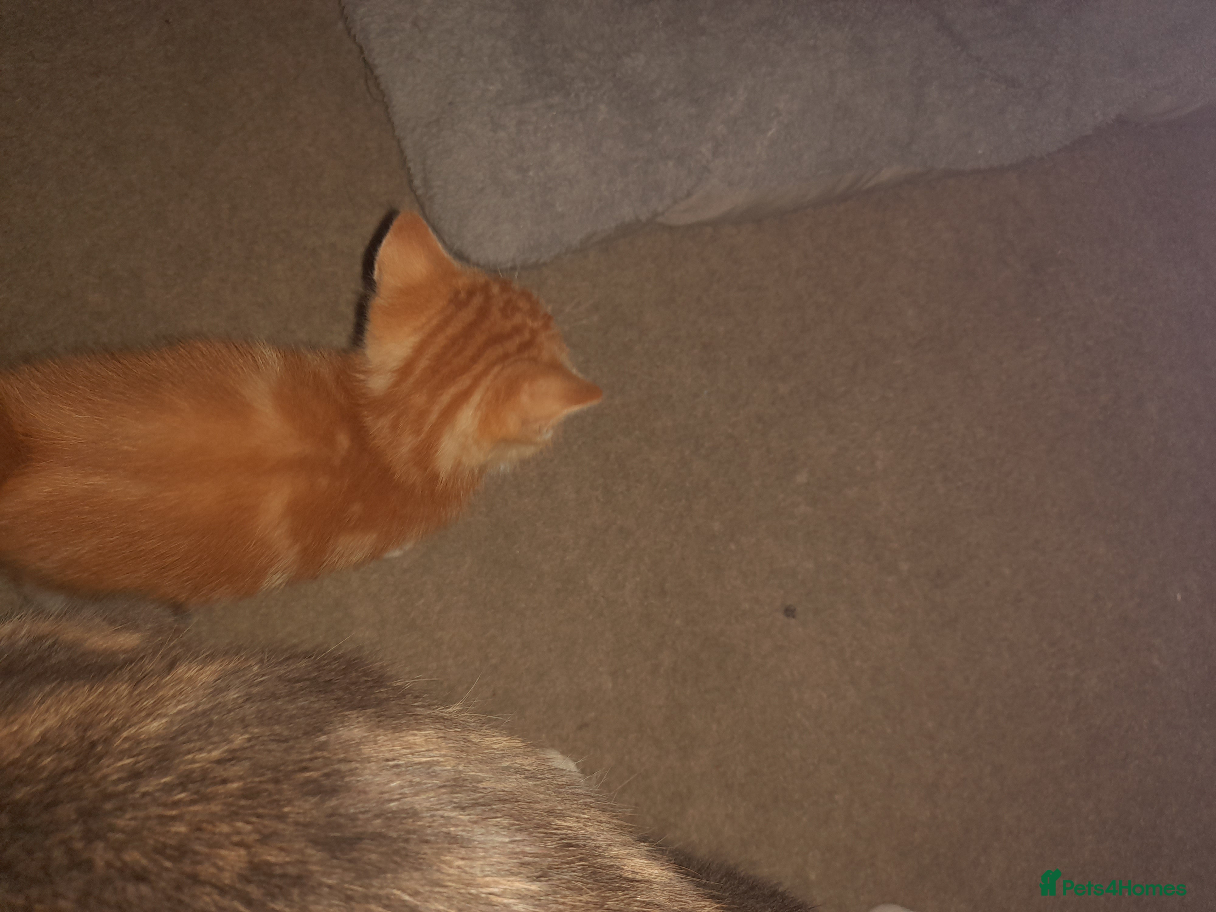 Mixed Breed cats LITTLE BOY LEFT 💙 - Advert 11