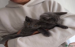 Mixed Breed cats for sale: 2 Grey Kittens  - Image 6