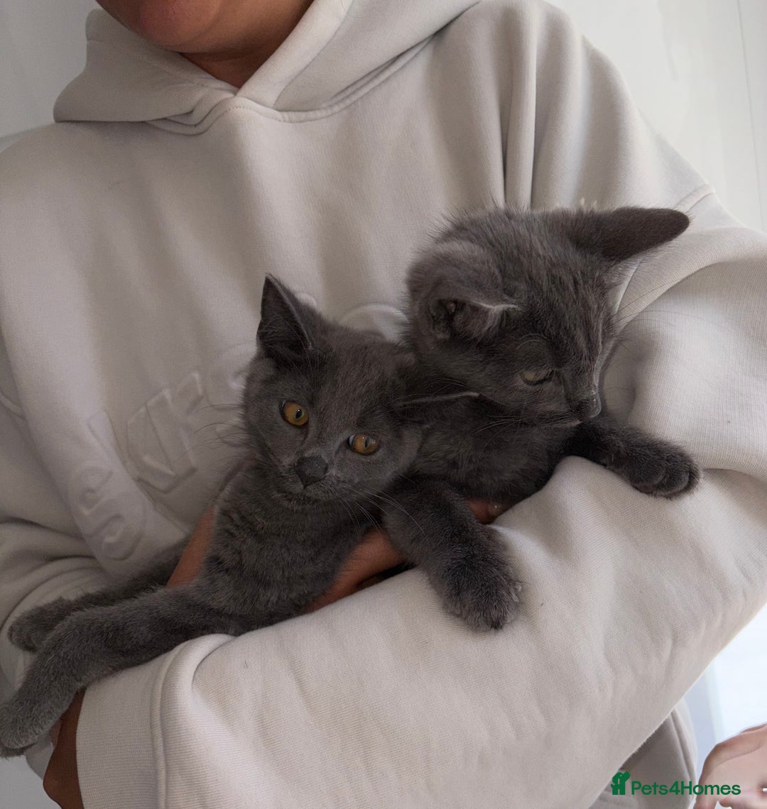 Mixed Breed cats for sale: 2 Grey Kittens  - Image 6