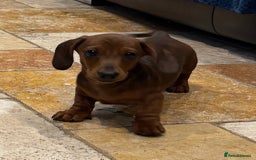 Miniature Dachshund dogs for sale: Miniature Smooth Boys from ivdd scored parents - Image 17