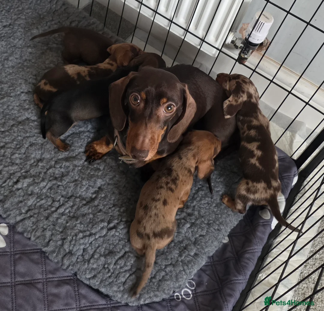 Miniature Dachshund dogs for sale: Beautiful Miniature Dachshund PuppiesSmooth Coated - Advert 2