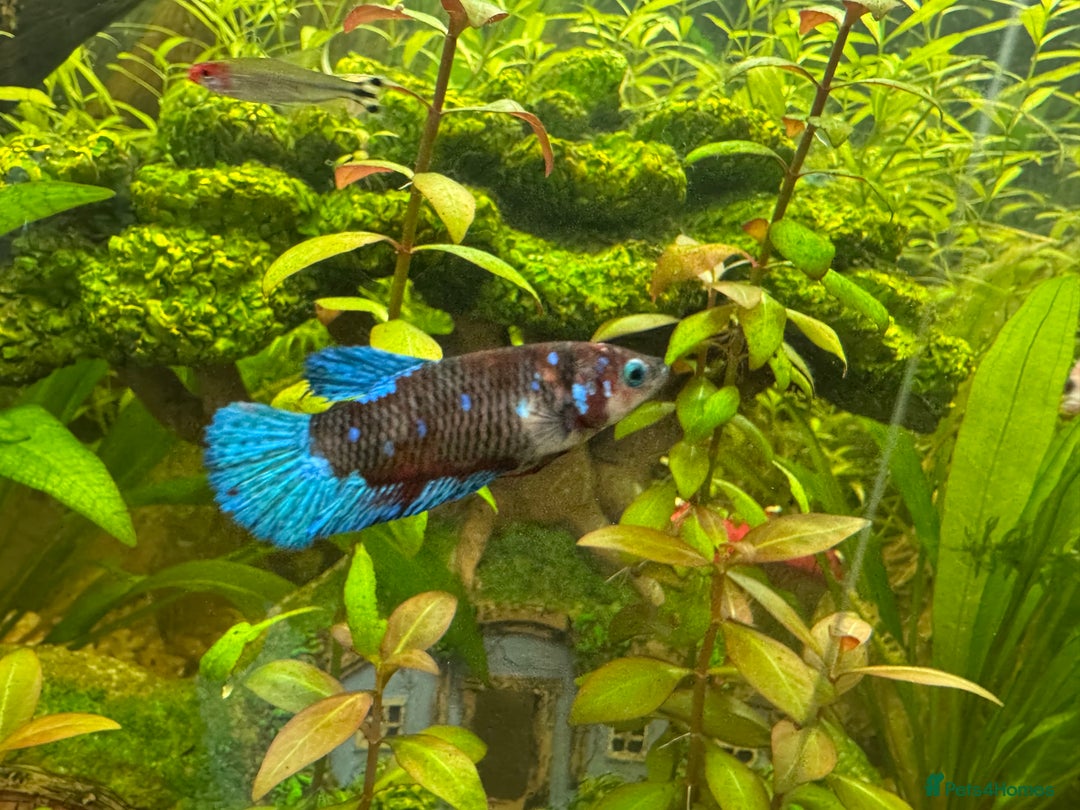 Bettas fish for sale: 350Litre 4ft Tank Plus Fish plants and decorations - Advert 7