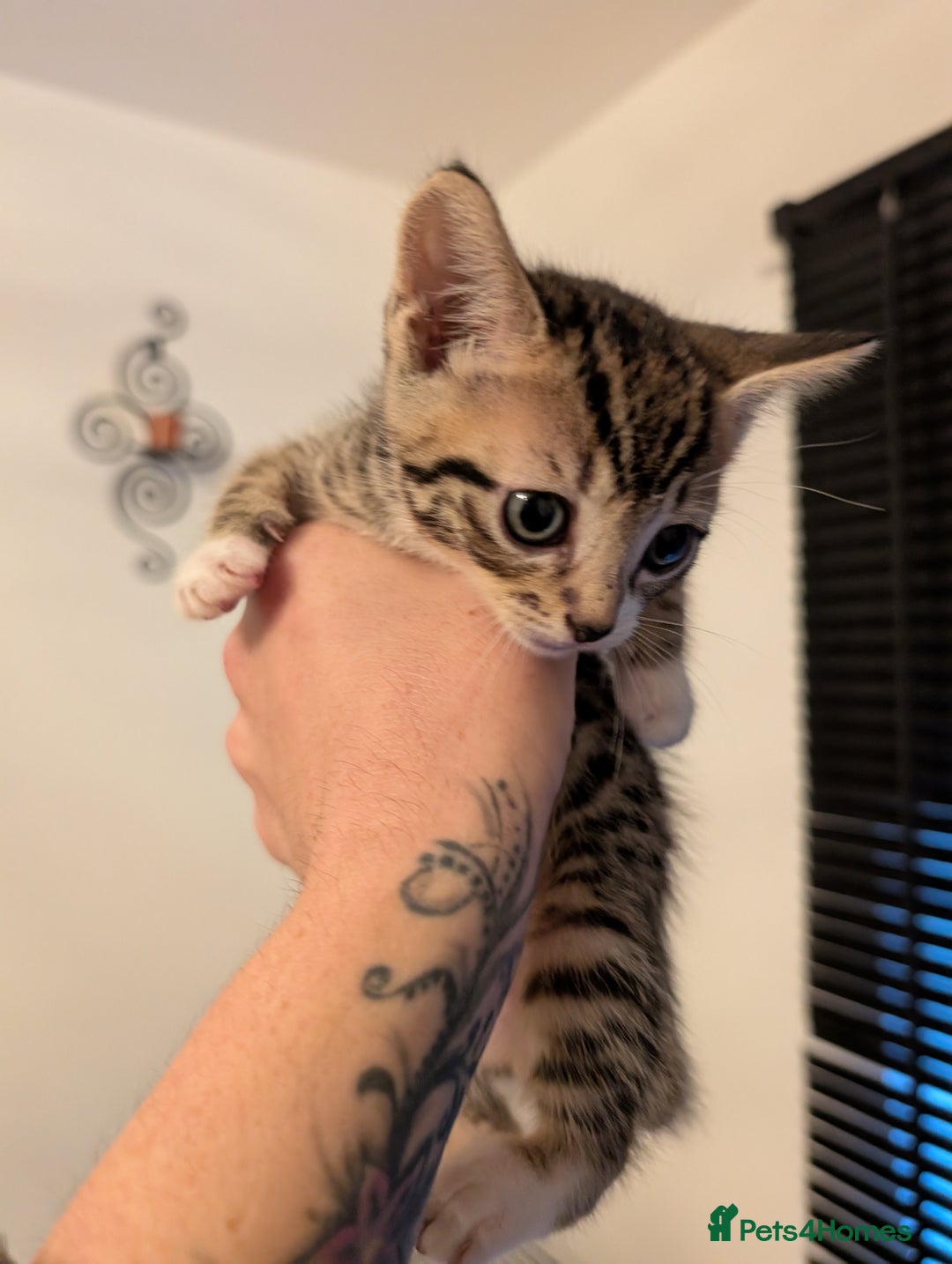 Domestic Shorthair cats for sale: Kittens for sale - Image 6