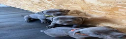 Staffordshire Bull Terrier dogs for sale: Beautiful blue Staffordshire Bull Terrier Puppies  - Advert 3