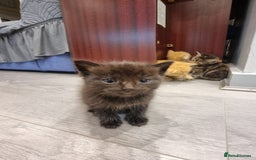 Domestic Shorthair cats for sale:  Extraordinary kitten  - Advert 4