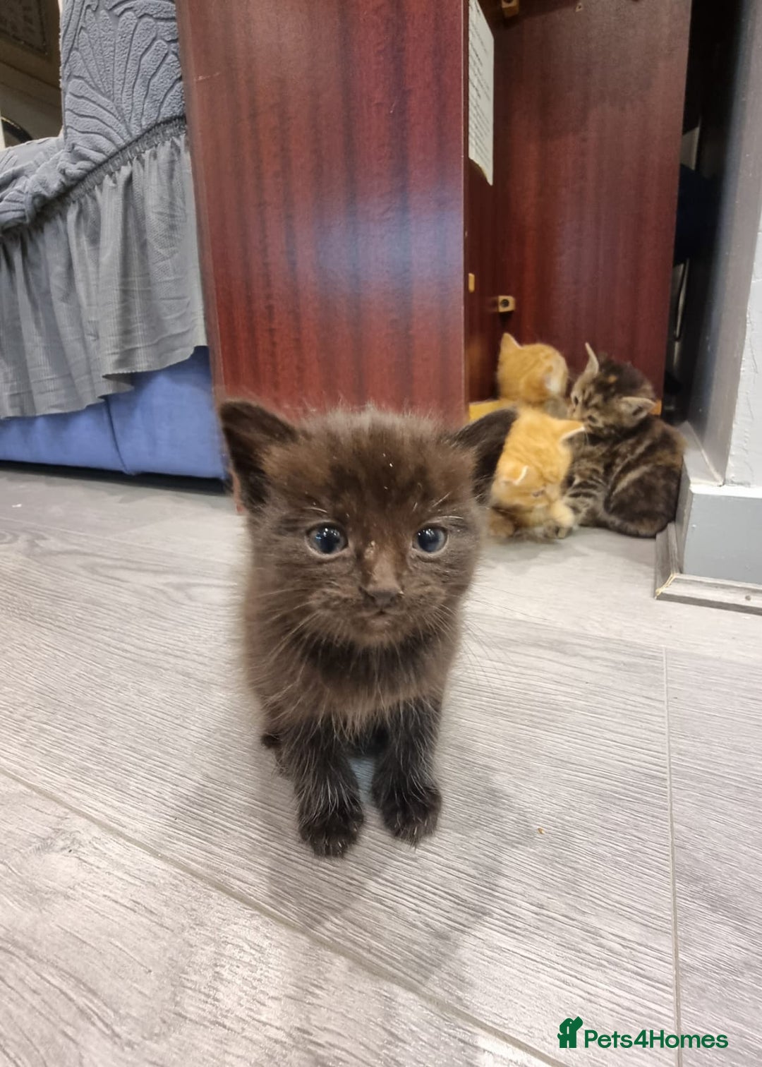 Domestic Shorthair cats for sale:  Extraordinary kitten  - Advert 4