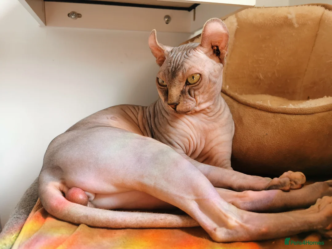 Sphynx cats for stud: Black tabby Sphynx Elf for STUD in Oldham - Advert 4