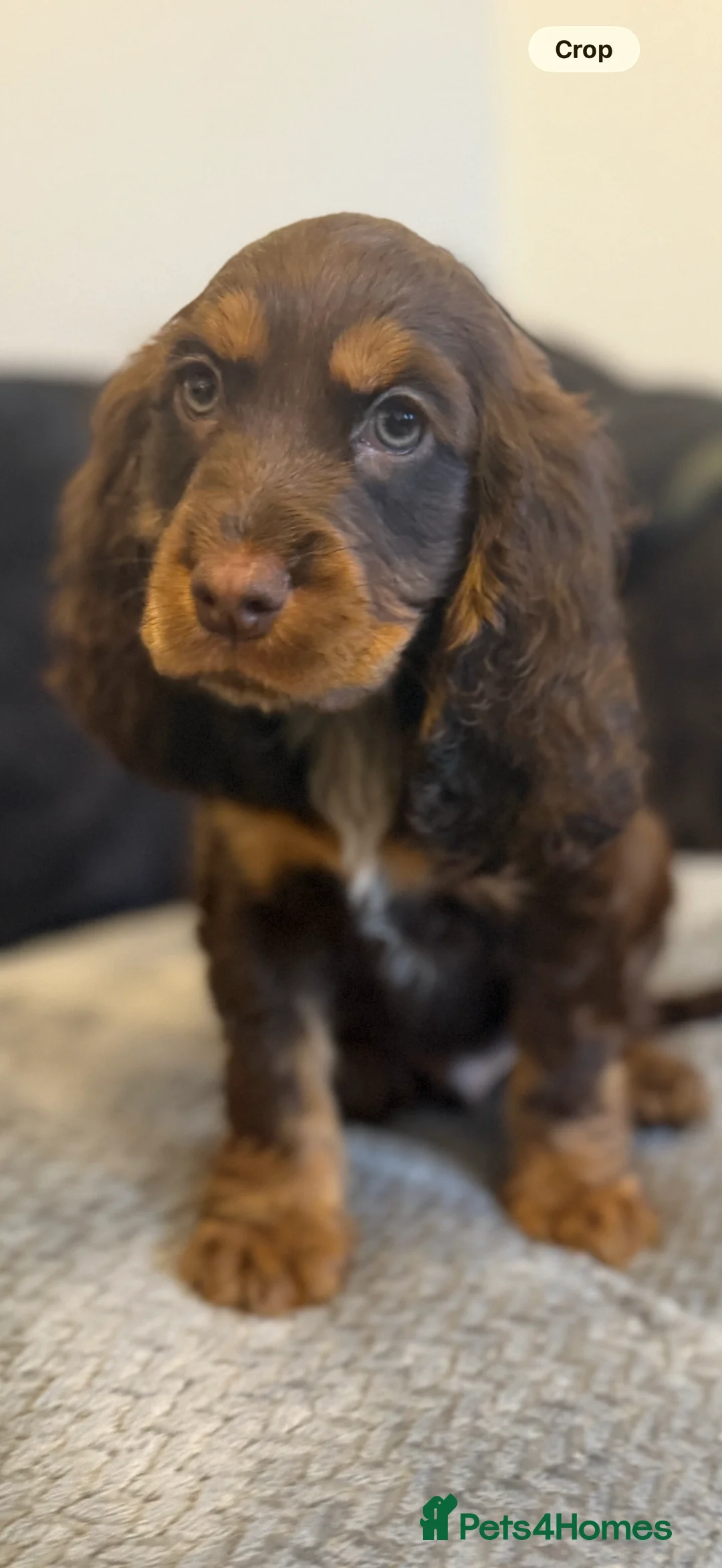 Cocker Spaniel dogs for sale: Chucky KC Cocker Spaniel Pup’s Ready Now - Advert 4