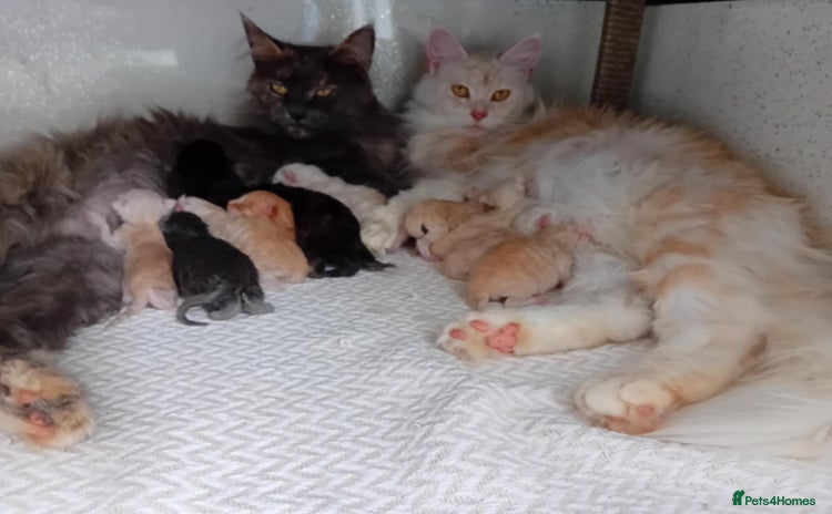 Maine Coon cats - Advert 4