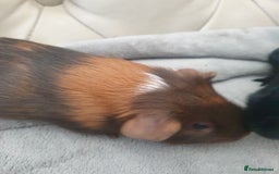 Guinea Pig rodents for sale: Baby guinea pigs - Image 6