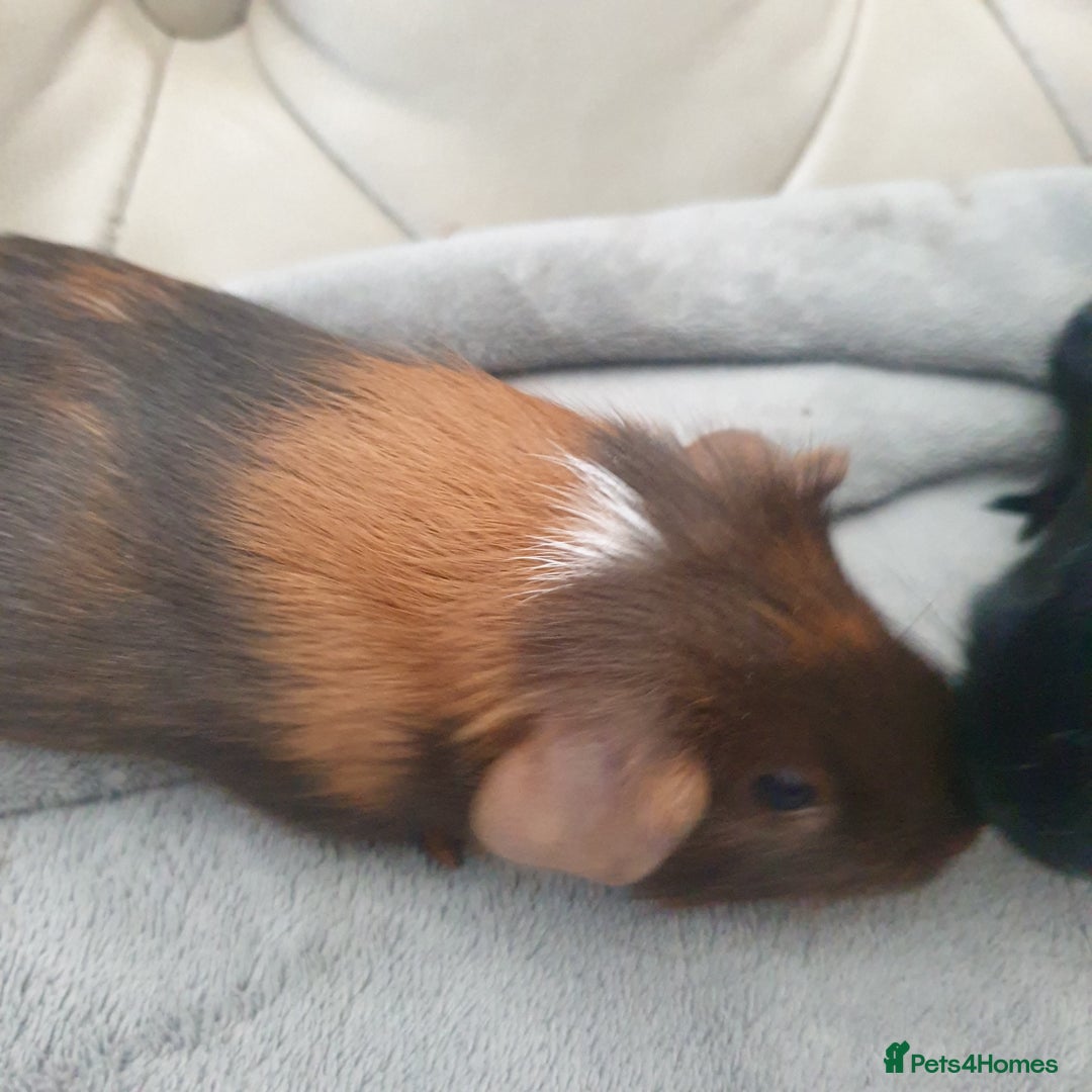 Guinea Pig rodents for sale: Baby guinea pigs - Image 6