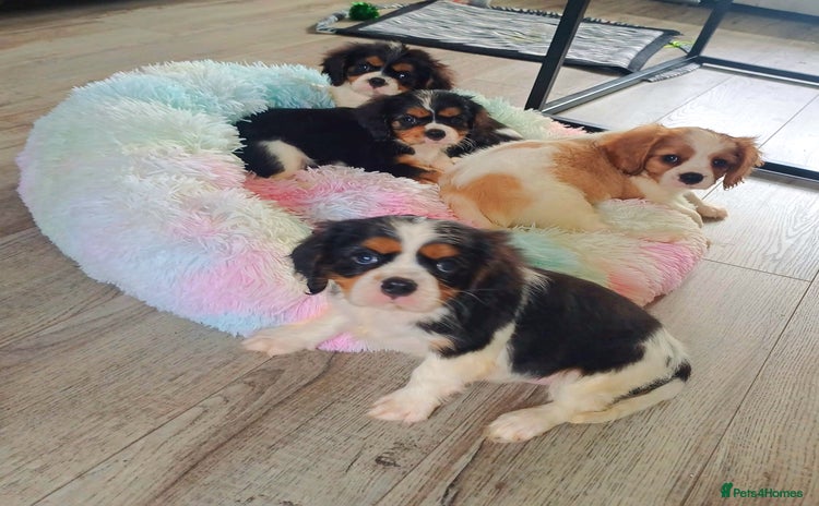 Cavalier King Charles Spaniel dogs - Advert 1