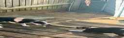 Border Collie dogs for sale: Boarder collie  - Advert 10