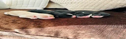 Cavapoo dogs for sale: Stunning F1 cavapoo’s - Advert 6