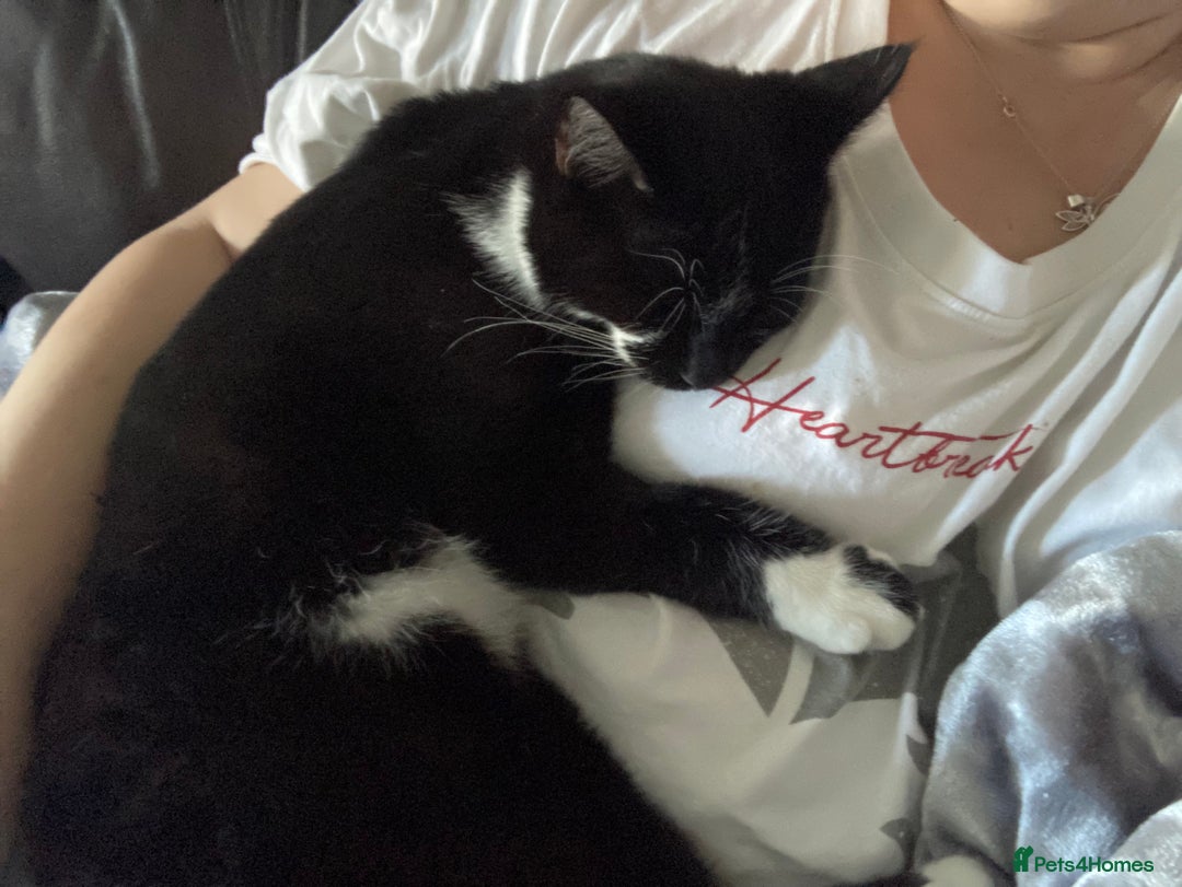 Domestic Shorthair cats for sale: Playful Male Black & White - Advert 7