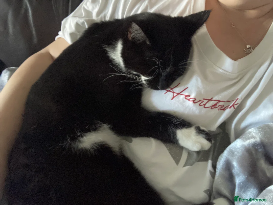 Domestic Shorthair cats for sale: Playful Male Black & White - Advert 7