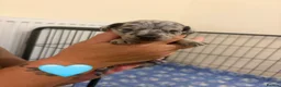 Jackshund dogs for sale: Jackhaunds miniature little - Advert 29
