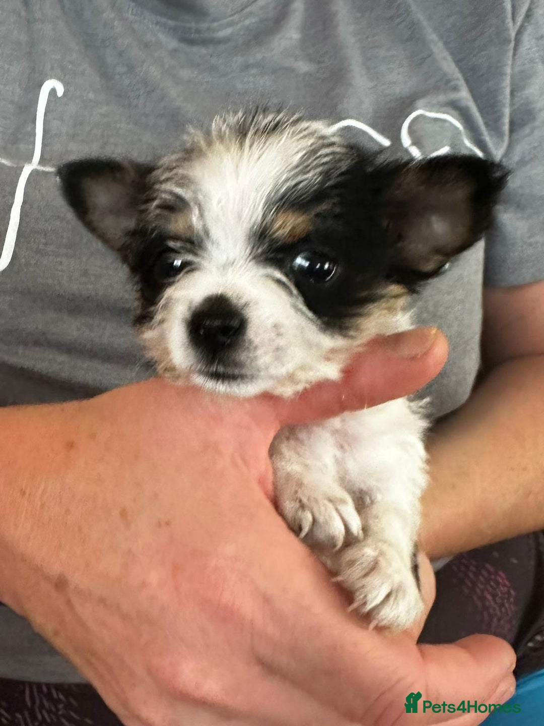 Mixed Breed dogs for sale: Jackawawa pups - Image 19