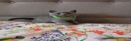 British Shorthair cats for sale: Ready to go British Shorthair kittens  - Advert 4