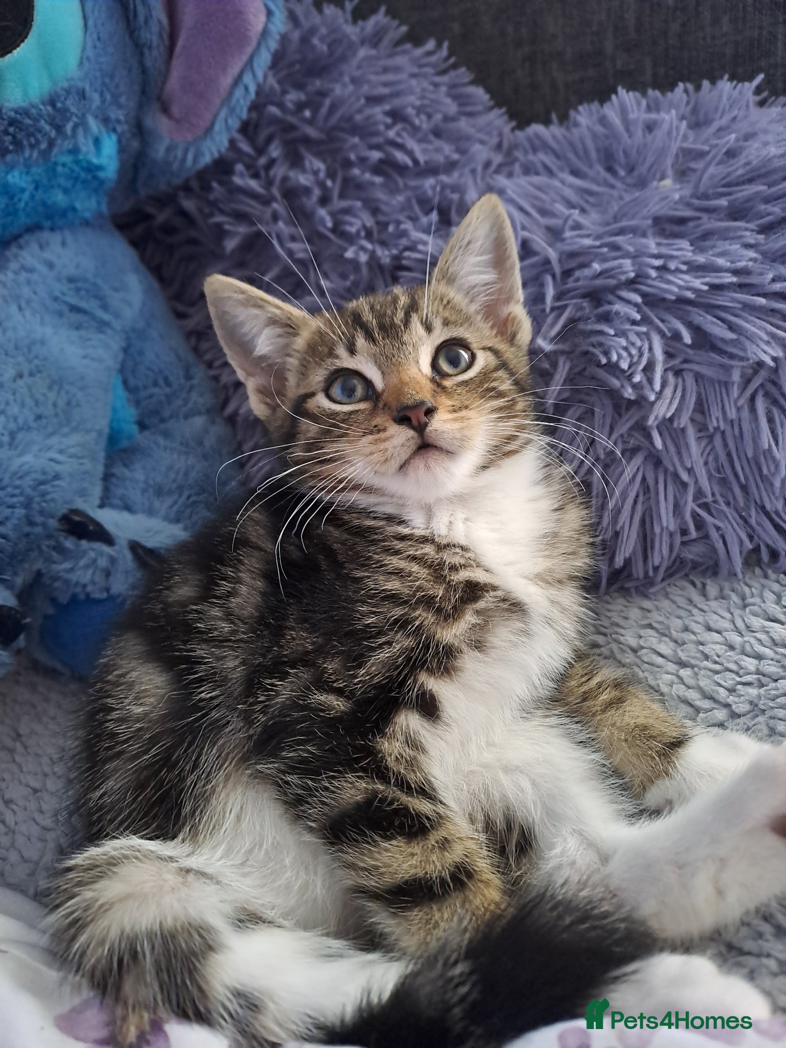 Mixed Breed cats Adorable kittens 8 weeks old ready now  - Advert 17