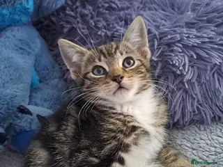 Mixed Breed cats Adorable kittens 8 weeks old ready now - Advert 17