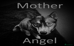 Shepsky dogs for sale: Siberian husky hybrid pups - Image 25