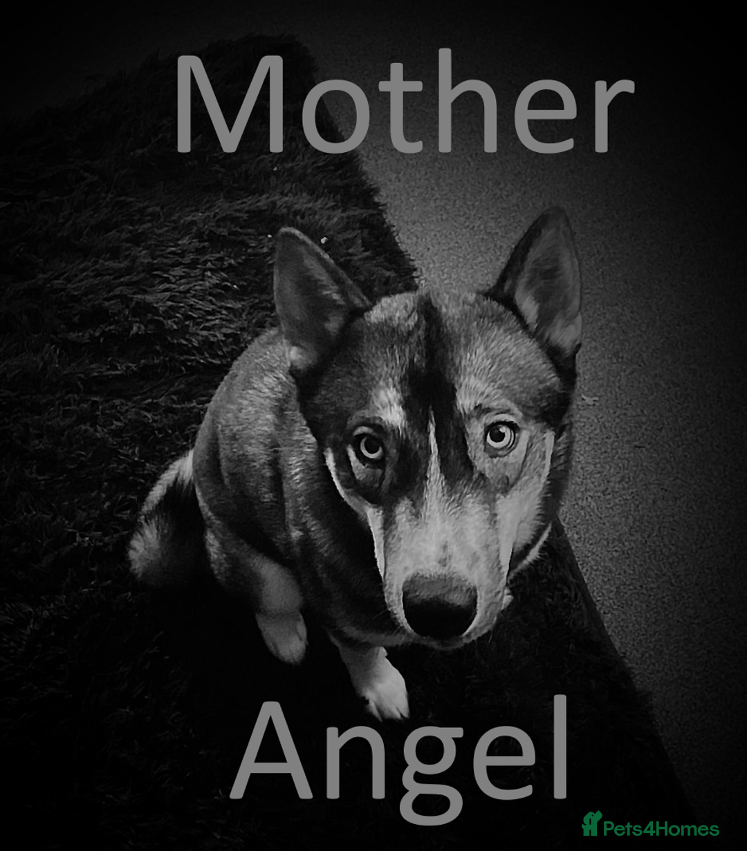 Shepsky dogs for sale: Siberian husky hybrid pups - Image 25