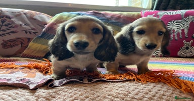 Miniature Dachshund dogs - Advert 1