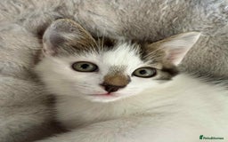 Mixed Breed cats for sale: TWO LEFT! Beautiful kittens ready for 5/10/25 - Image 25