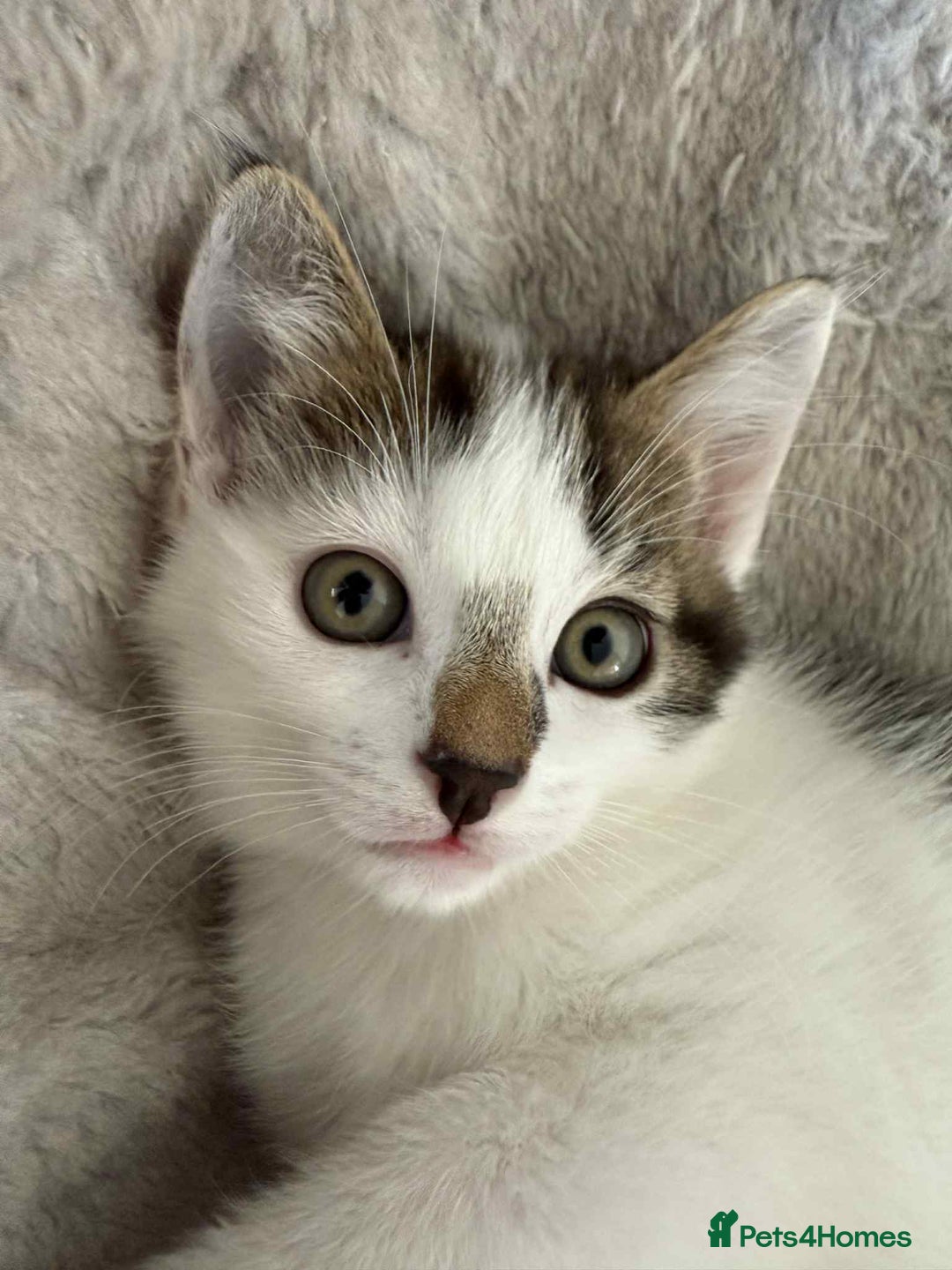 Mixed Breed cats for sale: TWO LEFT! Beautiful kittens ready for 5/10/25 - Image 25