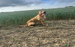 Labrador Retriever dogs for sale: 1 year old working lab  - Image 1