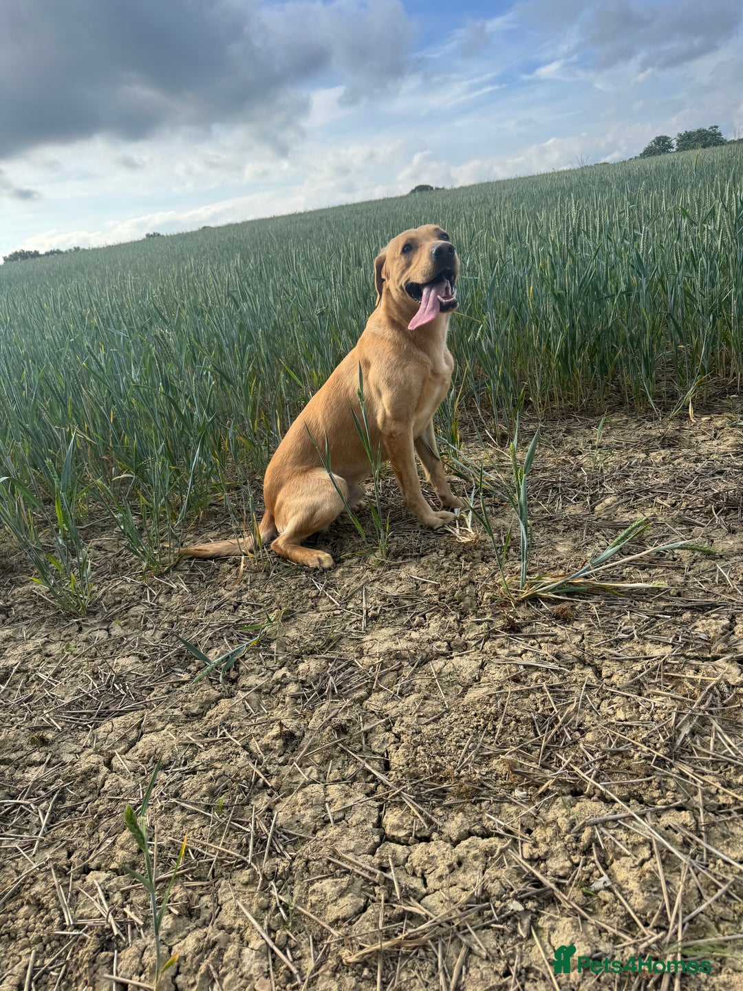 Labrador Retriever dogs for sale: 1 year old working lab  - Image 1