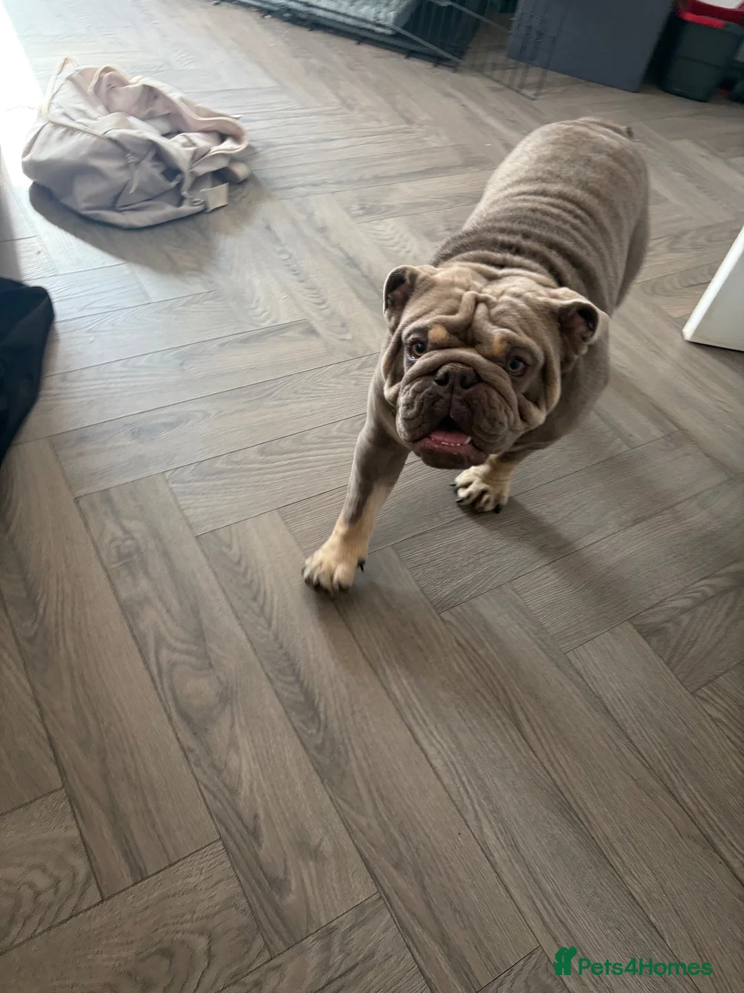 English Bulldog dogs for stud: KC Reg English bulldog available for stud - Advert 2