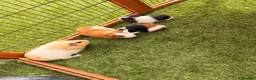Guinea Pig rodents for sale: Guinea pigs looking for forever homes - Advert 4