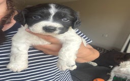 English Springer Spaniel dogs for sale: English springer spaniel pups - Image 4