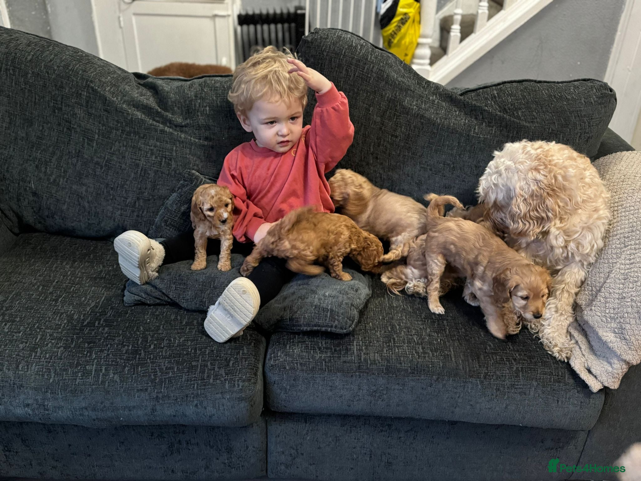 Cockapoo dogs Cocerpoo puppys Manchester  - Advert 1