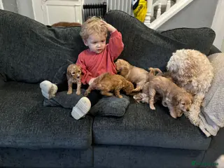 Cockapoo dogs Cocerpoo puppys Manchester - Advert 16